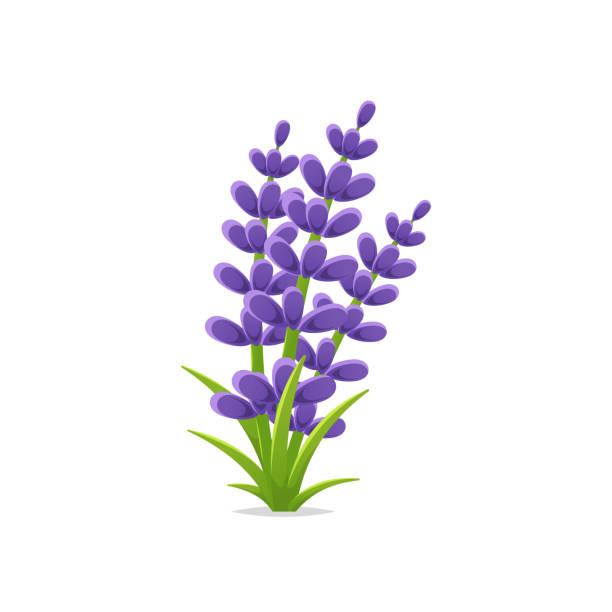  Cartoon  Of The Lavender  Illustrations Royalty Free Vector 