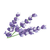 Lavender flowers closeup For cosmetics, store, spa, health care, aromatherapy, homeopathy, labels advertising vector illustration