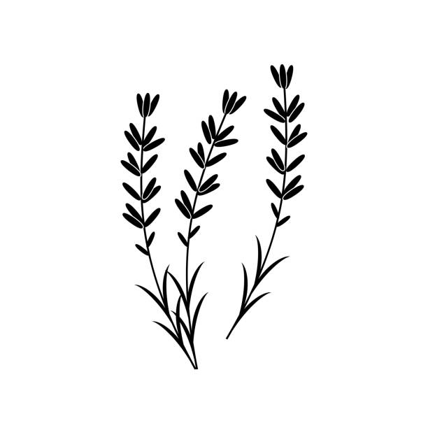 Lavender vector icon isolated on white background. Vector art: lavender silhouette. lavender plant stock illustrations