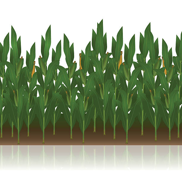 lawn with corn with reflection lawn with corn  on a white background corn field stock illustrations