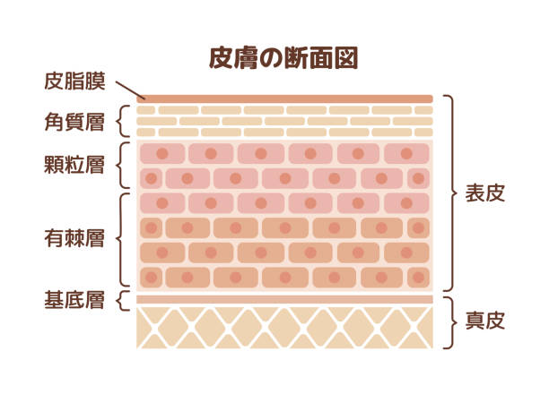 Layer of human skin illustration (japanese) Layer of human skin illustration (japanese) stratum corneum stock illustrations