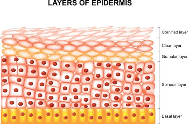 Layers of epidermis Layers of epidermis : cornified, clear, granular, spinous and basal layer. Illustration showing a section of epidermis with epidermal layers labeled. stratum corneum stock illustrations