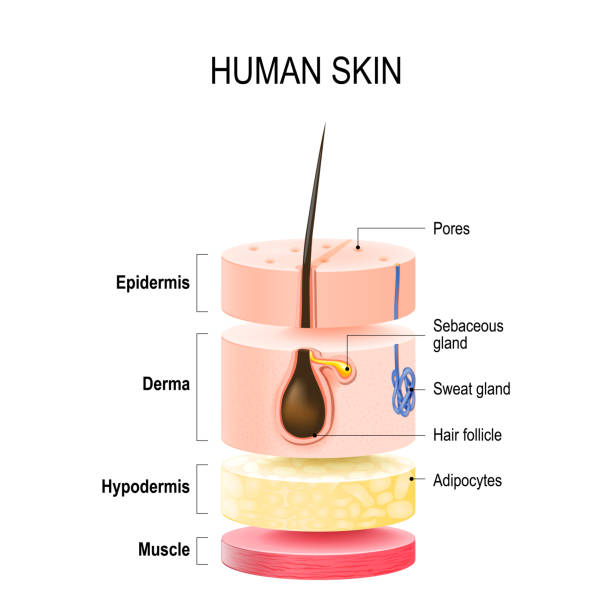 Layers Of Human Layers Of Human Skin with hair follicle, sweat and sebaceous glands. Epidermis, dermis, hypodermis and muscle tissue. Vector illustration for your design and medical use hair structure stock illustrations