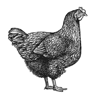 Laying hen sketch. Farm chicken breeding in vintage engraving style. Vector illustration