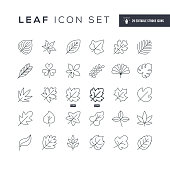 29 Leaf Icons - Editable Stroke - Easy to edit and customize - You can easily customize the stroke with
