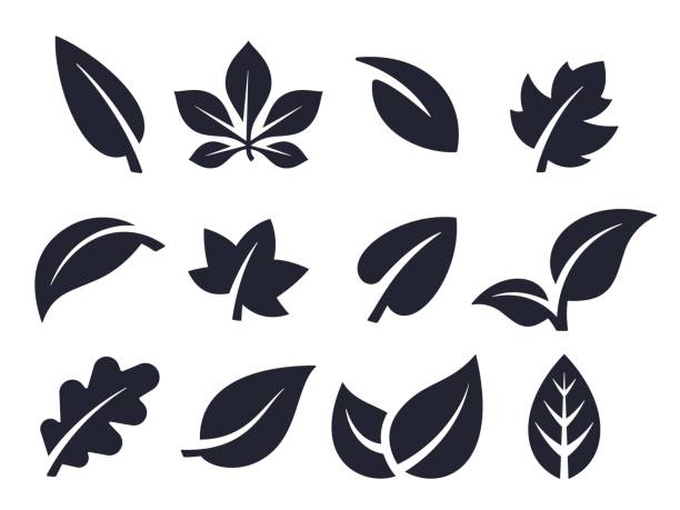 Leaf Icons and Symbols Leaf nature icons and symbols collection. plant icons stock illustrations