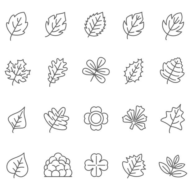 leaf icons set leaf icons set autumn icons stock illustrations