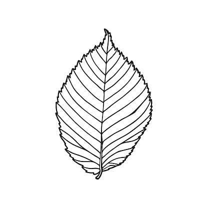 Leaf of elm. Forest design element. Drawing in sketch outline style. Hand drawn vector illustration.
