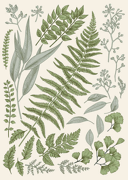 Leaf set. Leaf set. Vintage floral background. Vector design elements. Isolated. Botanical illustration. fern stock illustrations