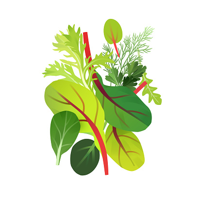 Leafy greens illustration