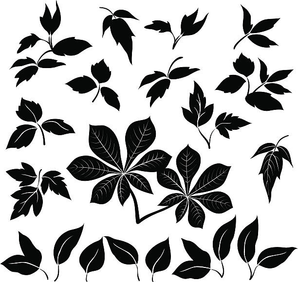 Leaves, black silhouettes Set of leaves of plants and trees, black silhouettes on white background. Vector plant silhouettes stock illustrations