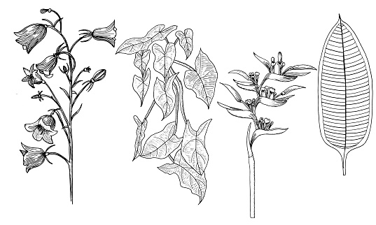 Leaves for coloring page on the branch. Graphics.