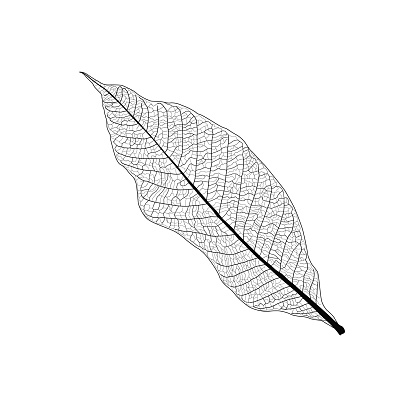 Leaves line single leaf and leaf pattern black Bring to color decorate on white background