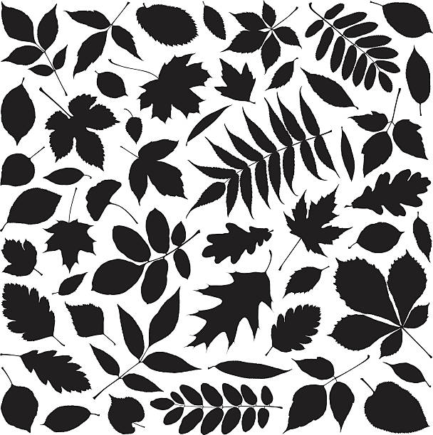 Leaves Shapes of leaves autumn silhouettes stock illustrations