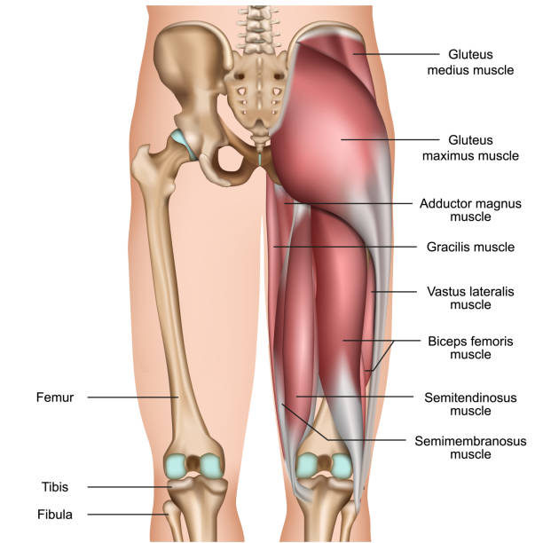 흰색 바탕에 다리 다시 근육 3d 의료 벡터 일러스트 레이 션 - 다리 신체 부분 stock illustrations