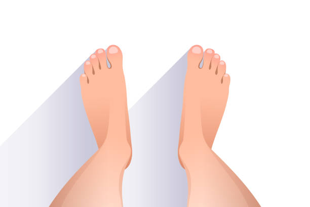 Legs of woman over white background, top view of feet Legs of woman over white background, top view of feet bare feet stock illustrations