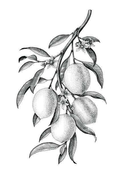 bildbanksillustrationer, clip art samt tecknat material och ikoner med citron gren illustration svartvit vintage clipart isolera på vit bakgrund - lemon
