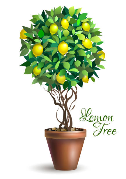 Best Lemon Tree Illustrations, Royalty-Free Vector Graphics & Clip Art