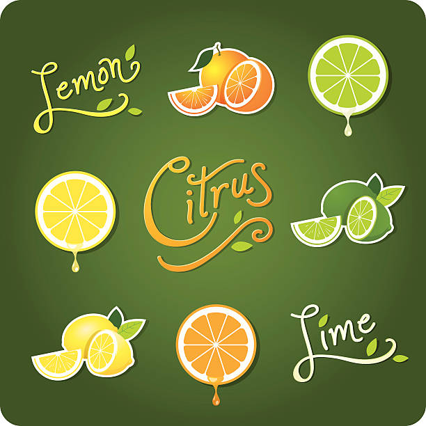 Lemon, Lime and Citrus fruit vector art illustration
