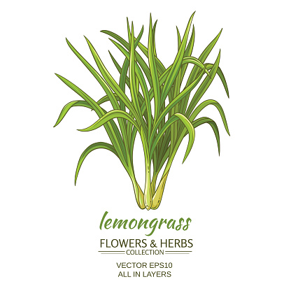 lemongrass vector illustration