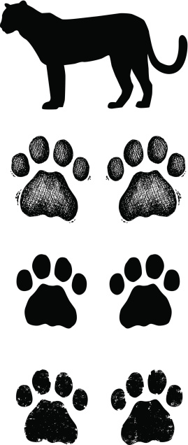 Leopard Paw Prints