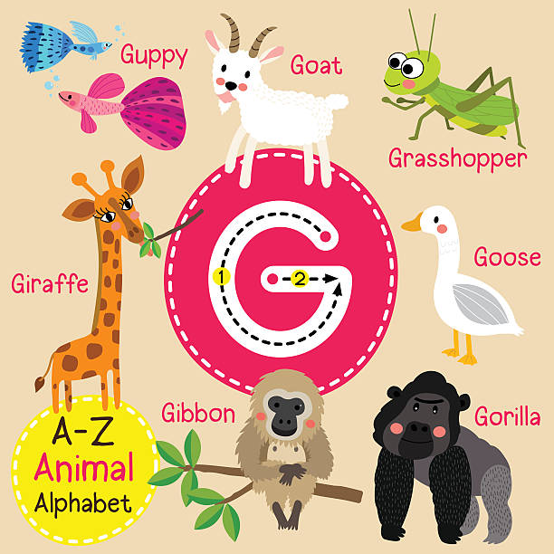 Animal Alphabet Letter G For Giraffe Illustrations, Royalty-Free Vector ...