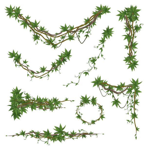 ветви лиана, установленные на белом фоне - вьющееся растение stock illustrations