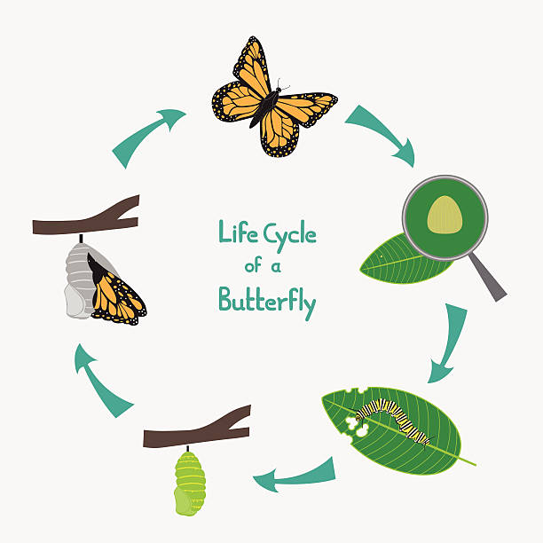 Life cycle of a Butterfly diagram Vector diagram of Life cycle of a butterfly. The diagram shows different stages of the life of a butterfly from egg to an adult. The image shows each developmental stage of egg, caterpillar, pupa and the adult butterfly. Each object is grouped and layered appropriately.  flowering plant stock illustrations