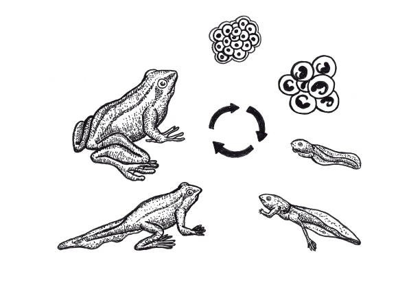 illustrazioni stock, clip art, cartoni animati e icone di tendenza di ciclo di vita di una rana - ranocchia
