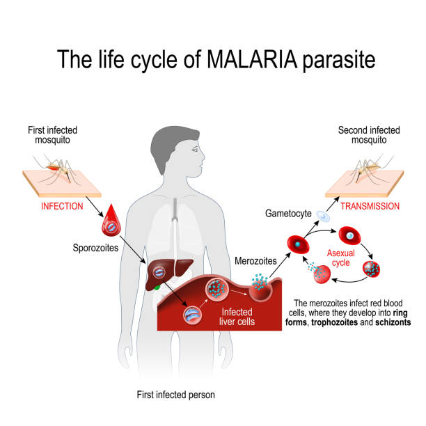 stockillustraties, clipart, cartoons en iconen met levenscyclus van een malariaparasiet (vanaf eerste besmette mug naar tweede geïnfecteerd persoon). - malaria