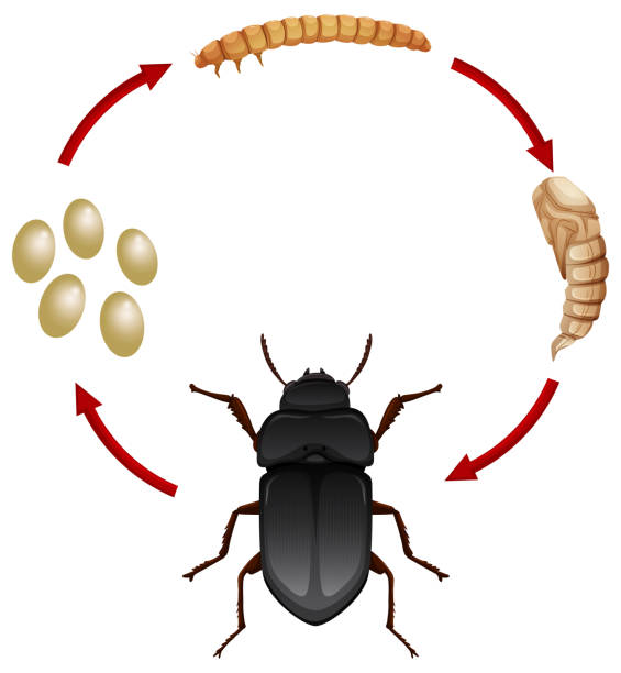 Life cycle of a mealwoem Life cycle of a mealwoem illustration invertebrate stock illustrations