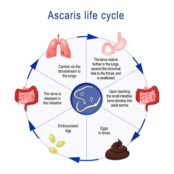 life cycle of Ascaris Ascaris lumbricoides life cycle. The arrows indicate the direction of worm migration in the human body and environment. Eggs, larva and adult specimens of ascarids. vector illustration for medical, educational and science use pics of a tapeworm in humans stock illustrations