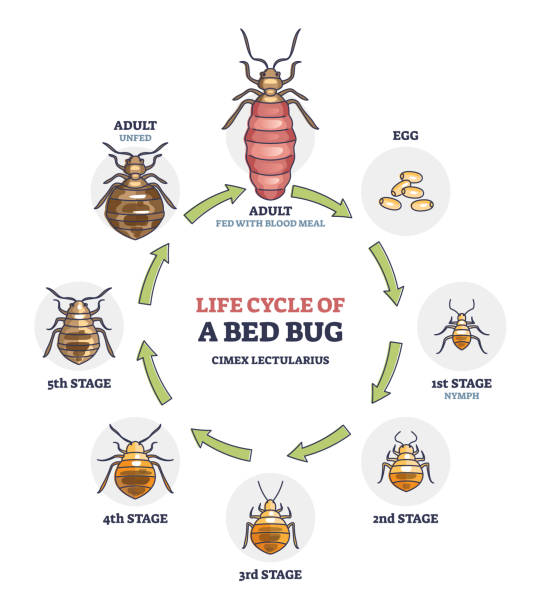 Life cycle of bed bug with all parasite evolution stages outline diagram Life cycle of bed bug with all parasite evolution stages outline diagram. Labeled educational growth and development process from egg and nymph stage to unfed adult house insect vector illustration.  bed bugs stock illustrations