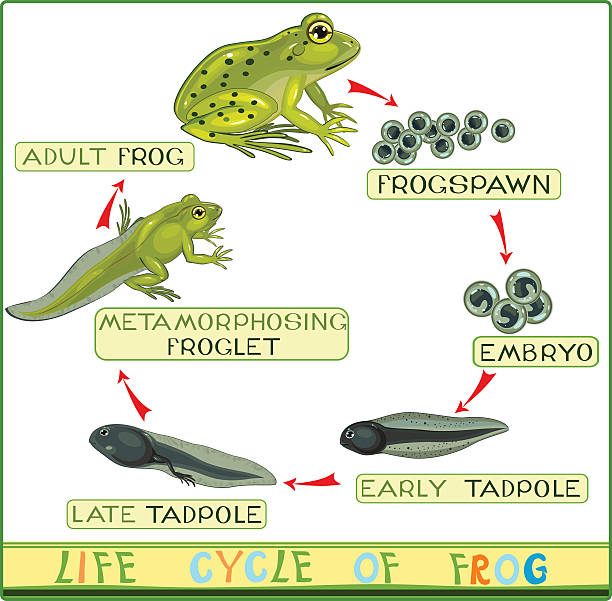 Poison Dart Frog Life Cycle