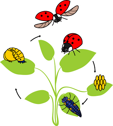 life-cycle-of-ladybug-sequence-of-stages-of-development-of-ladybug-vector-id1028226428?b=1&k=6&m=1028226428&s=170667a&w=0&h=3APMAUOOCa-  ...