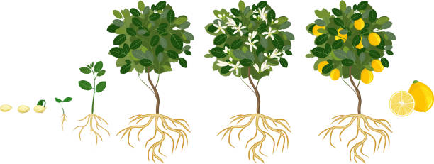 24 Hours Of Lemons >> Best Lemon Tree Illustrations, Royalty-Free Vector ... 24 Hours Of Lemons >> Best Lemon Tree Illustrations, Royalty-Free Vector ...