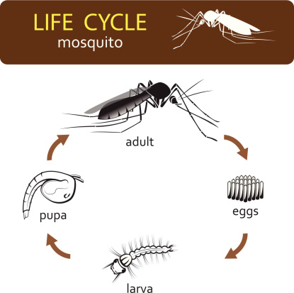 cycle mosquito cycles animals plants animal plant mosquitoes biology chart illustration activity stages vector four