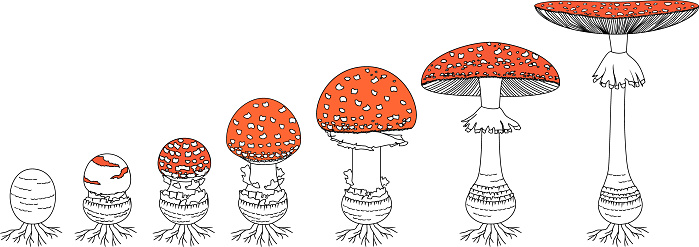 Life cycle of red fly agaric mushroom. Stages of fly agaric (Amanita muscaria) fruiting body matures isolated on white background