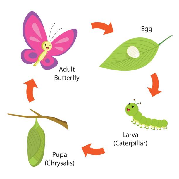 ilustrações, clipart, desenhos animados e ícones de ciclo de vida das borboletas - lagarta