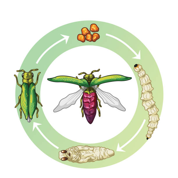 Life cycle of the Emerald Ash Borer; Eggs, Larvae, Pupae and Adult Borer Stages of life of the Emerald Ash Borer from egg to adult borer. emerald ash borer stock illustrations