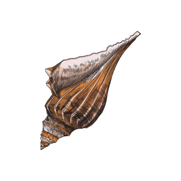 illustrations, cliparts, dessins animés et icônes de lightning whelk - illustration vectorielle vintage de coquillage vide, isolée. coquillage d’escargot de mer prédateur esquisse. - bulots
