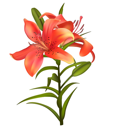 Lilies Flowers Floral Background Bouquet Green Leaves Buds Petals ...