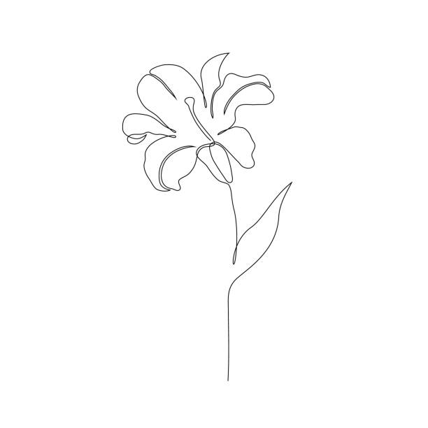 lily flower free brushes 824 free downloads