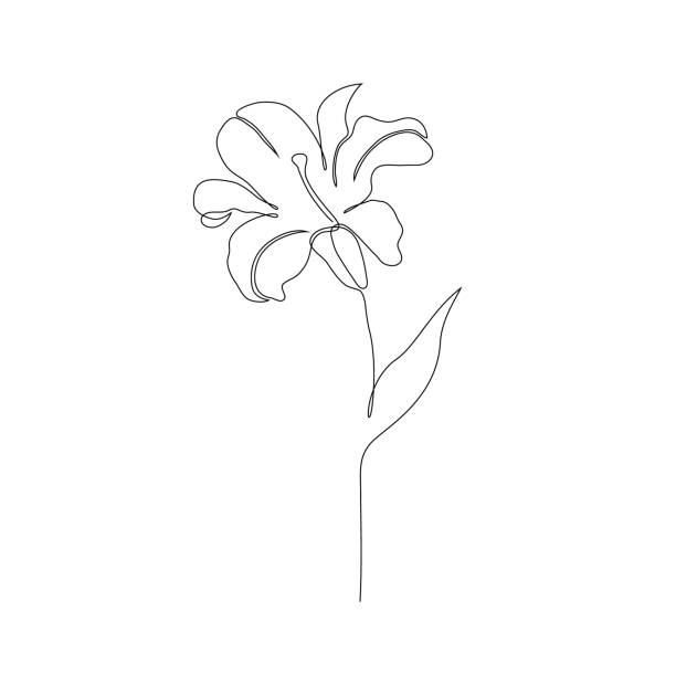 stockillustraties, clipart, cartoons en iconen met lily bloem op wit - lelie