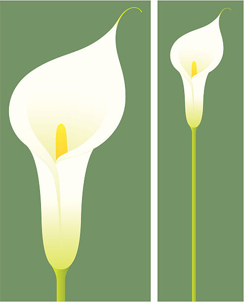 ilustraciones, imágenes clip art, dibujos animados e iconos de stock de lily-incl. jpeg - alcaraz