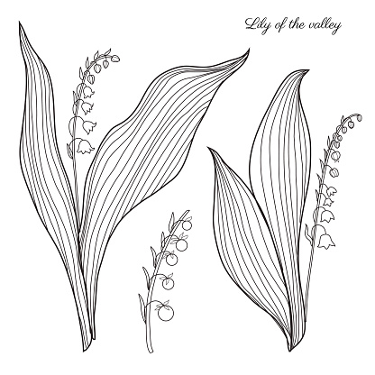 Lily of the valley, Convallaria flower, muguet isolated on white background botanical hand drawn sketch vector doodle illustration for design package cosmetic, medicine, greeting cards, wedding invite