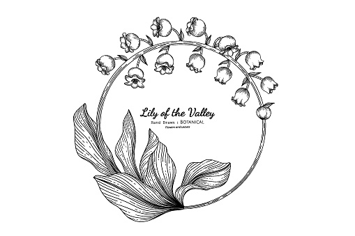 Lily of the valley flower and leaf hand drawn botanical illustration with line art.