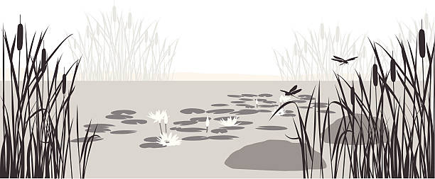 Lily Pond Vector Silhouette A-Digit cattail stock illustrations
