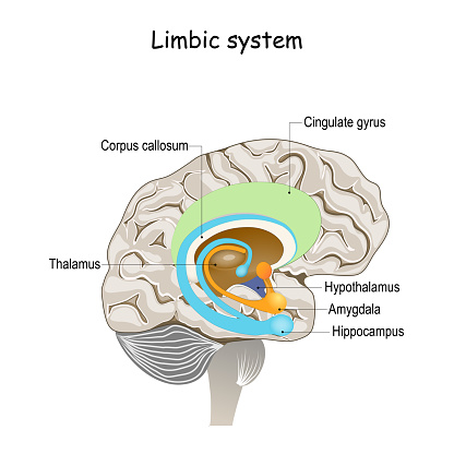 limbic system. Cross section of the human brain.