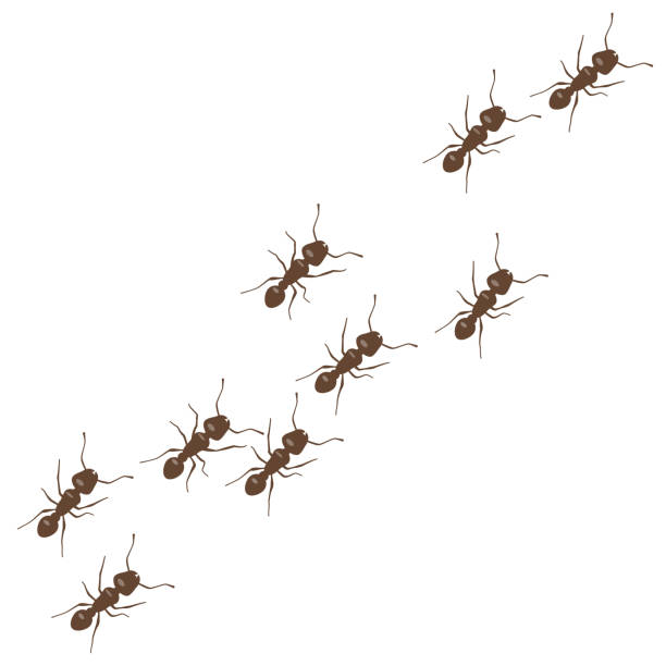 Ants Marching Illustrations, Royalty-Free Vector Graphics & Clip Art ...
